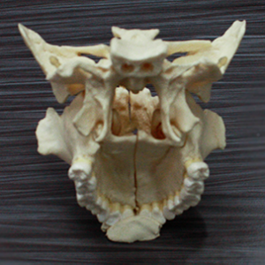 Cranial+Resolution+Featured